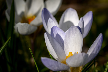 White crocus with yellow center close up
