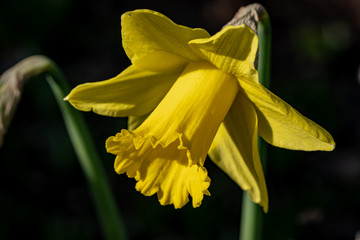 Daffodil Narcissist Yellow