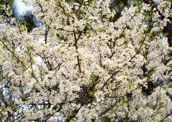 A wild cherry tree in bloom in the spring.