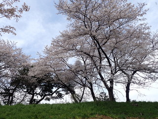 コロナ自粛中の東京の満開の桜