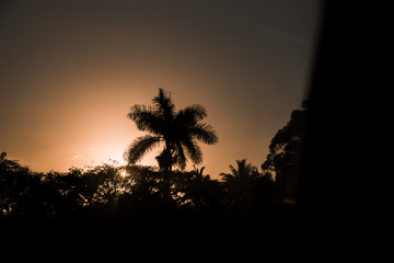 palmeras a contraluz al atardecer en Cuba