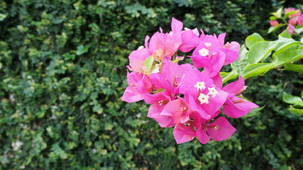 Pink bougainvillea or paper flowers on blurred green leaves background