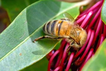 Bee inside Australian native flower 