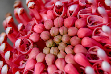 Macro Australian native flower petals 