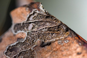 Decaying leaves skeleton