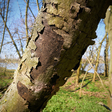 Dead sycamore maple in Magdeburg with symptoms of sooty bark disease caused by the fungus Cryptostroma corticale