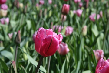Tulips in Forest Park 2020 II