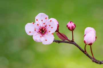 Cherry plum blossom close up
