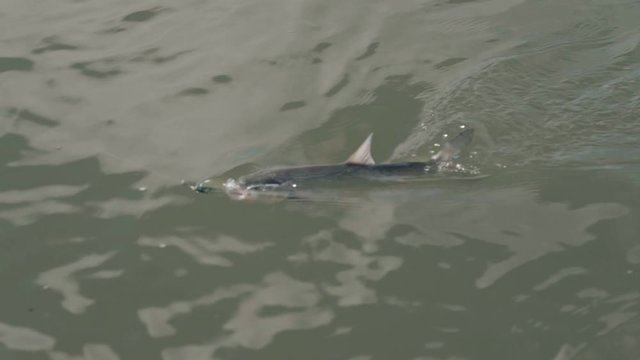 Fisherman pulls predatory fish on a spinning close-up in slow motion