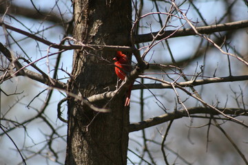 Cardinal on a Perch 2020 I