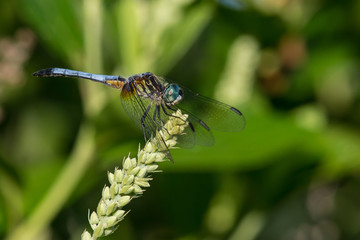 Dragonfly side view