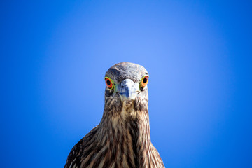 bird of prey eyes