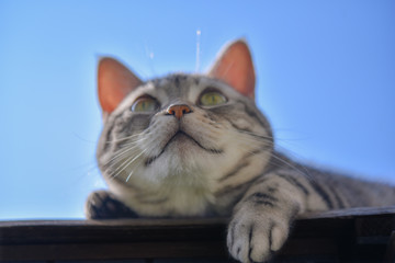 日光浴をする表情豊かな猫