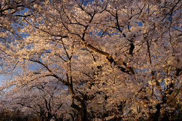 Forest of Sakura Japanese flowering Cherry trees with hanami crowd on High Park Hillside Toronto