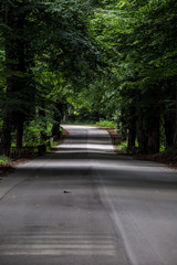 Roads and paths in deep forest