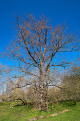 Ulme in einem Park bei Magdeburg im Frühling