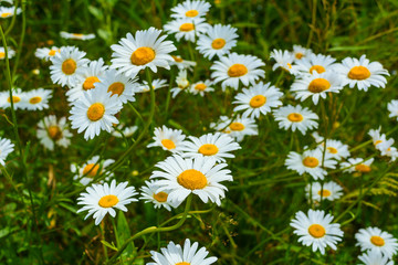 Fototapeta premium Blooming summer flowers white daisy