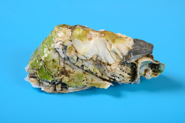 side view oyster shell on blue background