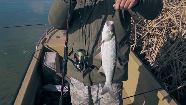 Fisherman shows caught predatory asp fish