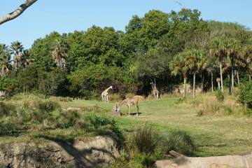 Animais