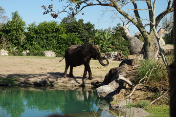 Obraz premium Animais