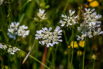 details of colorful flowers