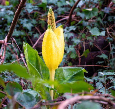 Arum Flowers, Swamp Cabbage, Yellow Arum Flowers.