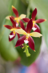 Close-up of delicate red hybrid orchid bouquet lon green blurred background.(Phalaenopsis cornu-cervi (Breda) Blume & Rchb. f.), Star shape orchid.