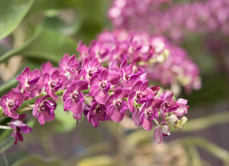 Fototapeta premium Close-up of Rhynchostylis gigantea pink orchid bouquet.The flowers are brightly colored, air root and scent on blurred background. (Rhynchostylis gigantea species)
