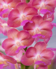 Fototapeta na wymiar Close-up of Ascocenda pink orchid bouquet. The flowers are brightly colored. (Hybrid orchid between Ascocentrum and Vanda)