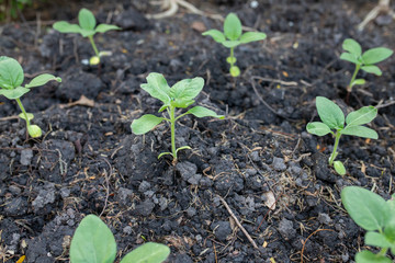 Seedlings in the field