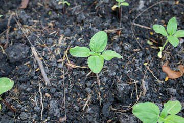 Seedlings in the field