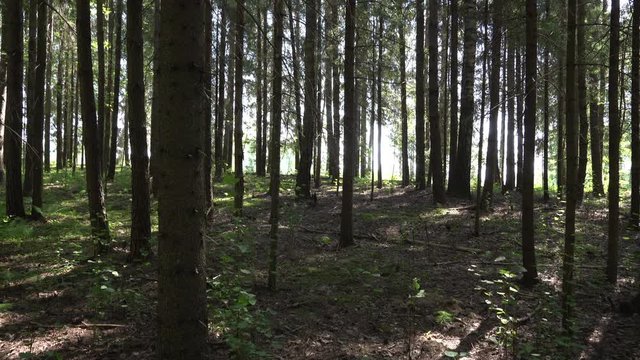 Sparse under the spruce forest. Sunny summer day. South Estonia.