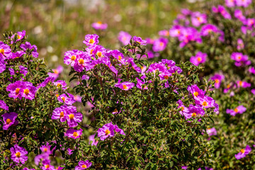 Obraz premium details of colorful flowers