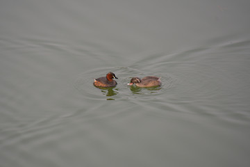 親鳥から餌の魚を貰ったカイツブリの雛鳥