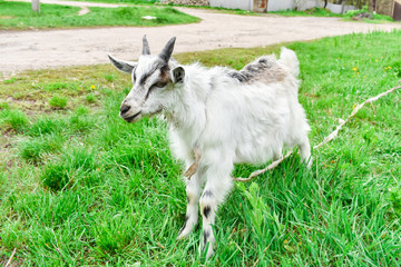 Obraz premium A young white goat grazes on green grass.