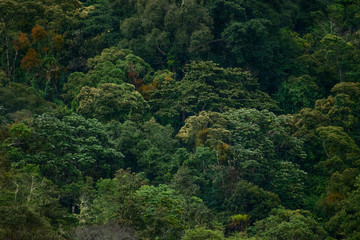 Fototapeta na wymiar Naturaleza en Costa Rica 