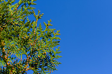 Green leaves on a background of blue sky. Place for an inscription.