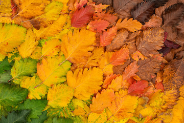 Colorful autumn leaves. Autumn background. The basis for the postcard.