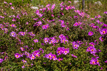 Obraz premium details of colorful flowers