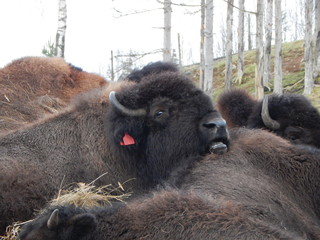bison in yellowstone national park