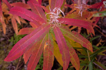Stunning Fireweed plant in the fall, when it's at its beautiful pink, orange, red stage of its life cycle. 