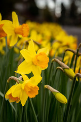 Obraz premium Daffodil Narcissus Yellow spring flowers bulb