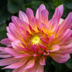 Fototapeta premium Summer blooming Dahlia Flower