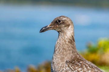 Juvenile Sea Gull Oregon Coast