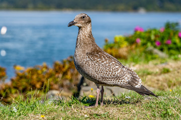 Juvenile Sea Gull Oregon Coast