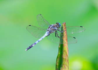 A dragonfly perched on a grass branch