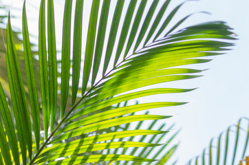 A beautiful fresh green palm tree leaf on a sunny day