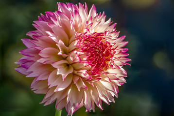 Summer blooming dahlias