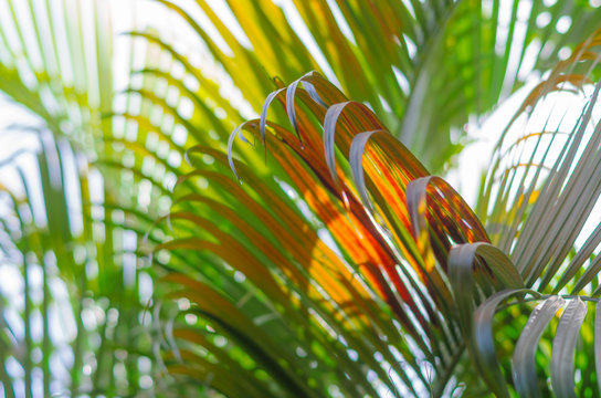 Red And Yellow Palm Tree Branch. Beautiful Palm Leaves Texture For Background